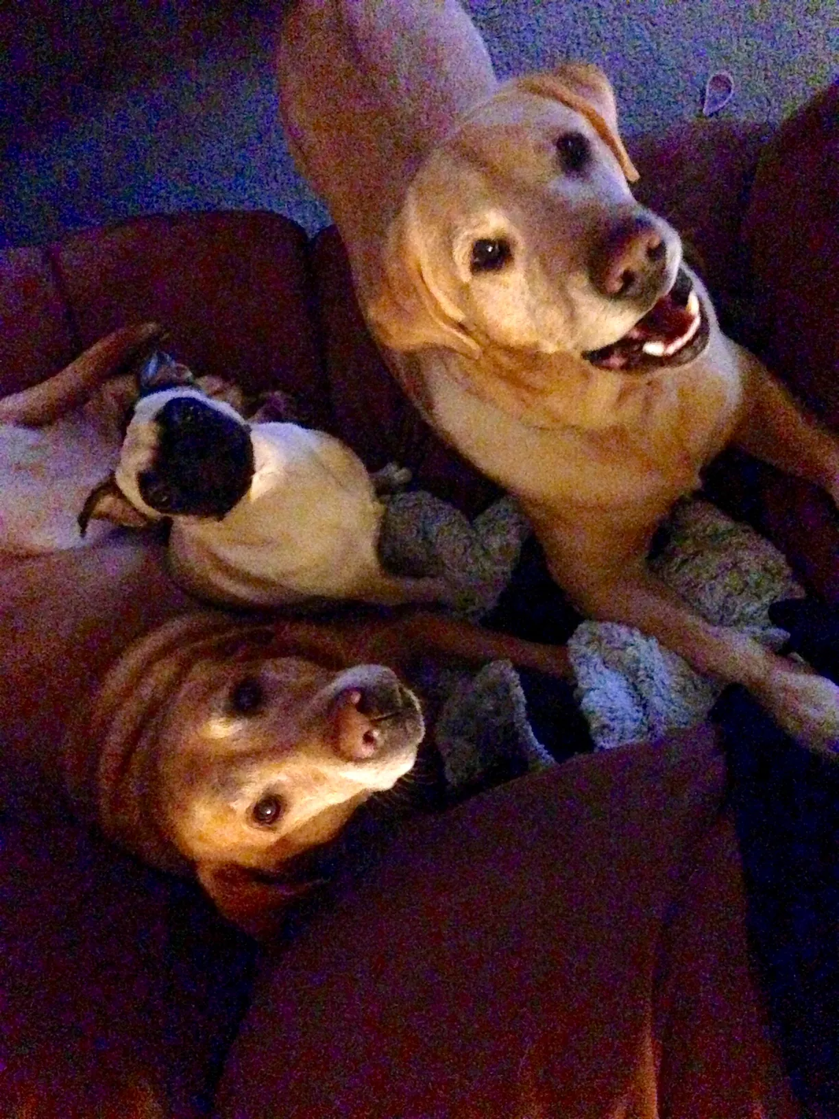 Dogs relaxing at home after a Paws on the Go drop-in visit
