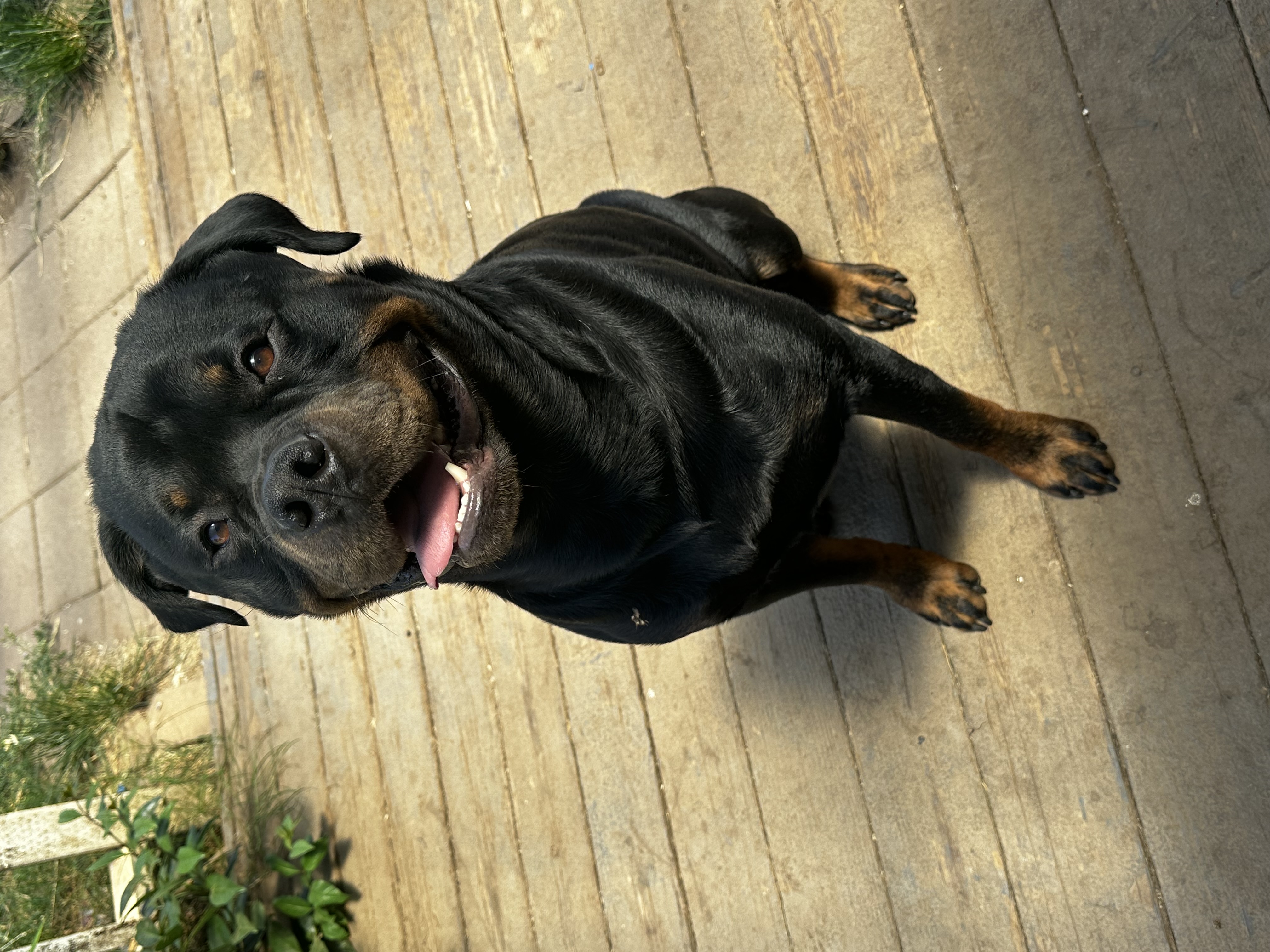 Happy Rottweiler dog cared for by Paws on the Go in Chico CA