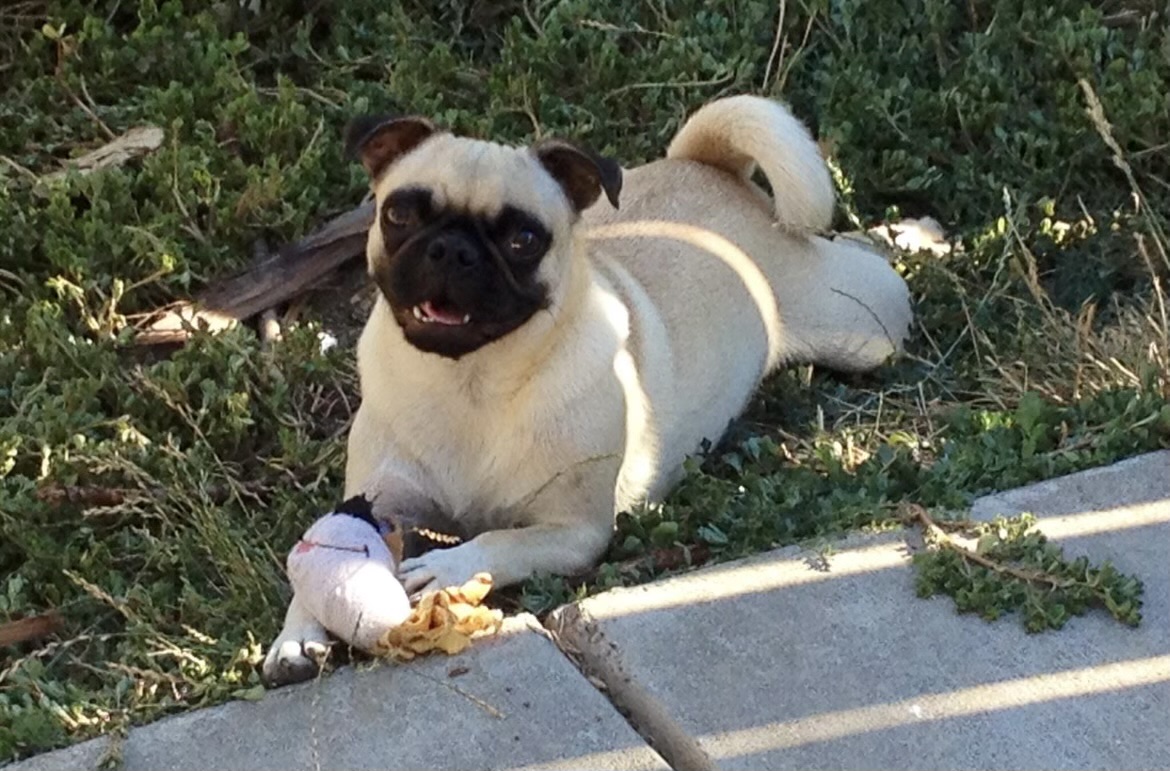 Cute pug enjoying outdoor time - Paws on the Go Butte County CA